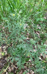 Potentilla argentea