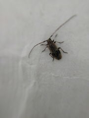 Exocentrus punctipennis