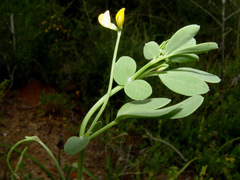 Coronilla repanda