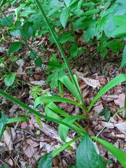 Allium decipiens quercetorum