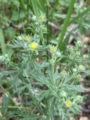 Potentilla argentea