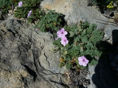 Erodium foetidum
