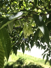 Carpinus japonica