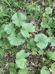 Malva pusilla