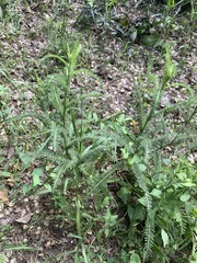 Achillea millefolium