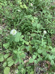 Trifolium repens