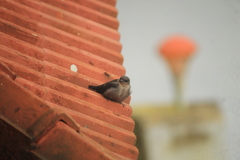 Ptyonoprogne concolor