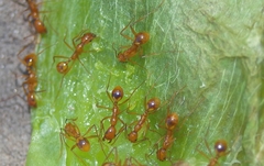 Aphaenogaster boulderensis