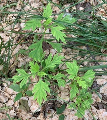 Artemisia vulgaris