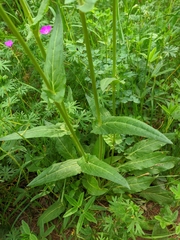 Rumex turcomanicus