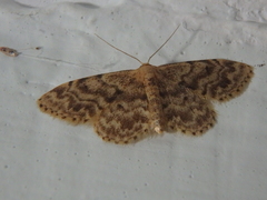 Idaea inquinata