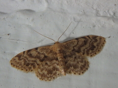 Idaea inquinata