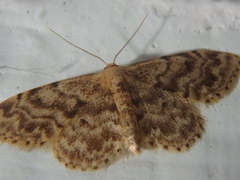 Idaea inquinata