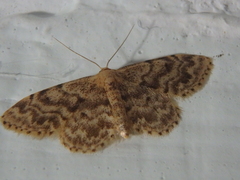 Idaea inquinata