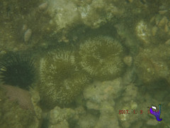 Stichodactyla helianthus