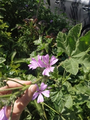 Malva erecta