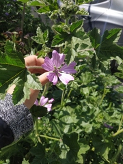 Malva erecta