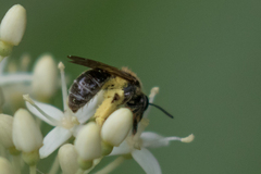 Gonandrena