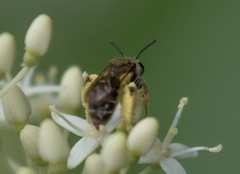 Gonandrena