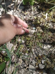 Capsella bursa-pastoris