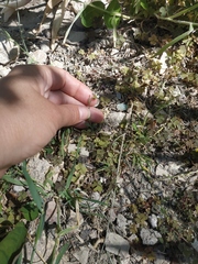 Capsella bursa-pastoris