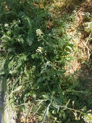 Capsella bursa-pastoris