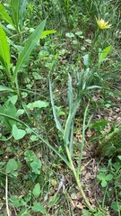 Tragopogon dubius