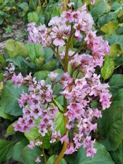 Bergenia crassifolia