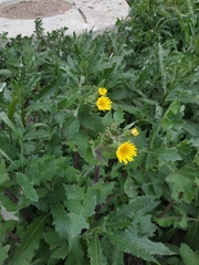 Sonchus oleraceus