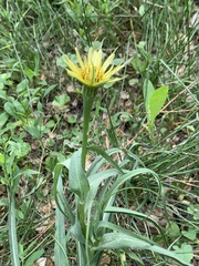 Tragopogon dubius