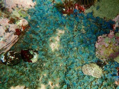 Stypopodium flabelliforme