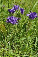 Campanula glomerata glomerata