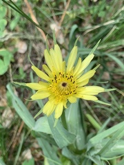 Tragopogon dubius