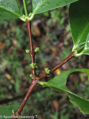 Image of Tricalysia ambrensis