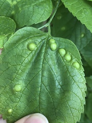 Pachypsylla celtidisumbilicus