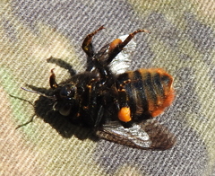 Bombus confusus