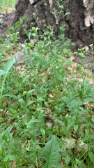 Capsella bursa-pastoris