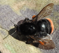 Bombus confusus