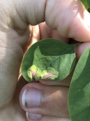 Agromyza soka