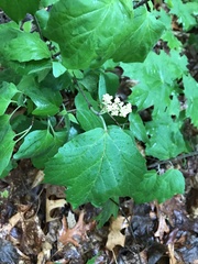 Viburnum acerifolium