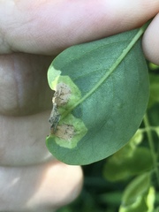 Agromyza soka