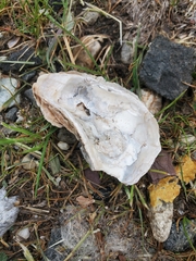 Crassostreinae