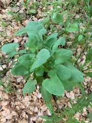 Sonchus oleraceus