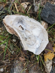 Crassostreinae