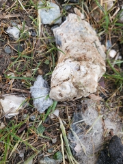 Crassostreinae