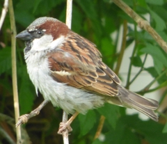 Passer domesticus