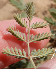 Pomaria jamesii