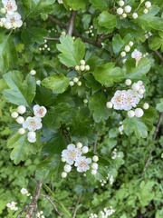 Crataegus × media