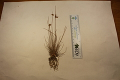 Juncus dudleyi