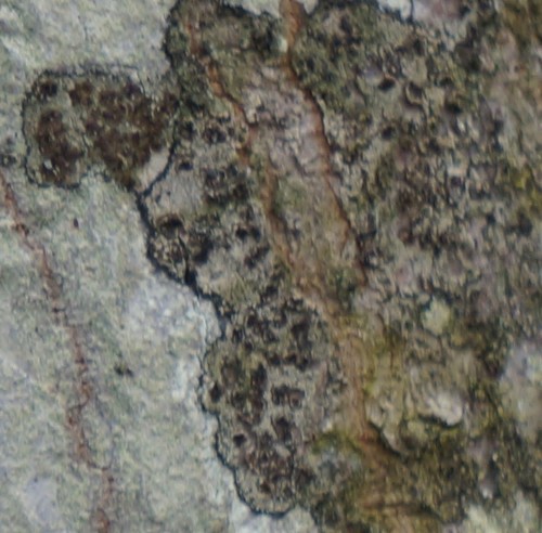 Lecidea varians image